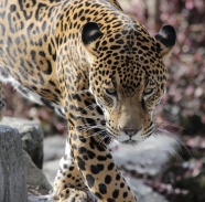 动物园凶猛猎豹图片