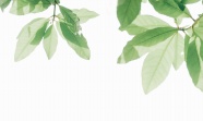 小清新树叶白色背景图片