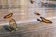 名贵蝴蝶标本图片