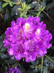 灿烂紫色杜鹃花图片