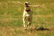 狗狗训练奔跑图片