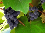 紫色葡萄水果图片