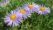 淡紫色野菊花图片