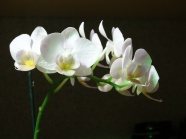 白色蝴蝶兰摄影图片