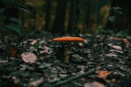 森林红色伞状毒蘑菇图片