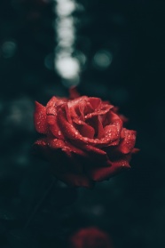 雨后玫瑰唯美图片