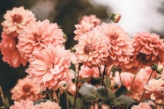 粉色野菊花图片