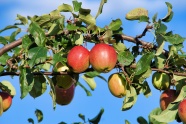 果树成熟苹果图片