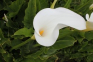 白色马蹄莲花朵图片
