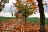秋天树木落叶景观图