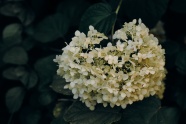 白绣球花图片
