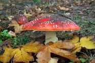 秋季地面毒蘑菇图片