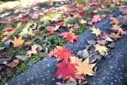 秋天地面落叶图片