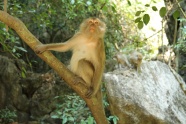 森林可爱猴子图片