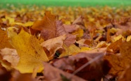 秋季黄色落叶图片