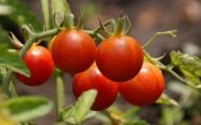 成熟西红柿图片