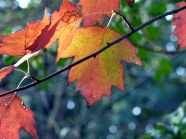 秋天红叶子摄影图片