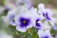 紫色三色堇花朵图片