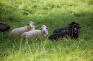 草地绵羊吃草图片