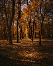 秋天落叶满地树林图片