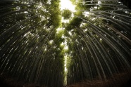 竹林摄影图片