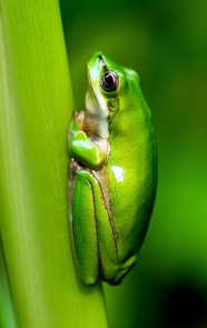 绿色树蛙栖息图片