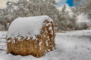 冬天雪地干草垛图片