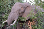 南非丛林野生大象图片