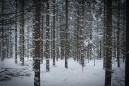 冷冬树林雪景图片