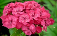粉色石竹花鲜花图片