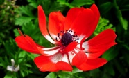 火红色海葵花图片