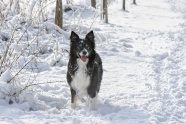 雪地宠物狗图片