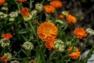橙色观赏菊花图片