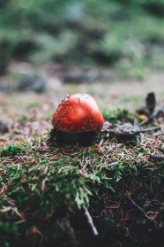 地面红色蘑菇包图片