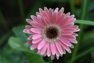 粉色非洲菊花朵图片