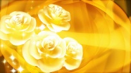 黄色玫瑰背景图片