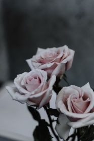 粉色玫瑰高清图片