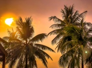 椰子树唯美图片
