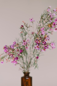 摆设鲜花花朵特写图片