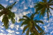 天空下棕榈树风景图片