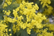 含羞草黄色花朵图片