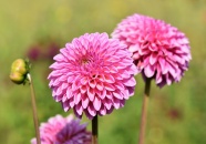 粉色娇琴纱花朵图片