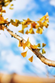 秋天银杏树叶图片