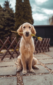 乖巧可爱金毛犬图片