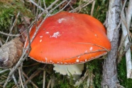 秋季森林红蘑菇图片