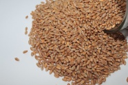 小麦种子图片
