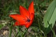 大红色郁金香花朵图片
