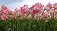 粉白色郁金香花海图片