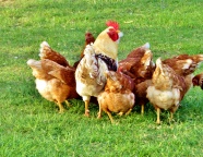 农场鸡群喂食图片