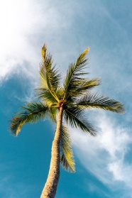 蓝天白云下的棕榈树图片